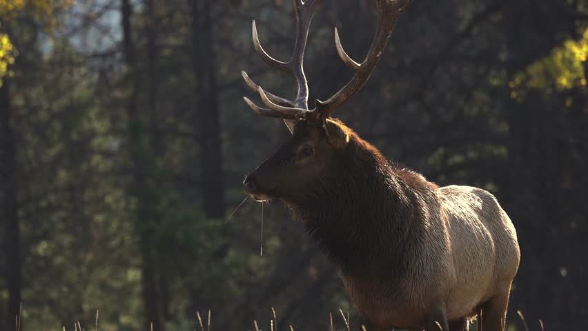 Bull elk bugling during the rut in Banff National Park, Canada. 
