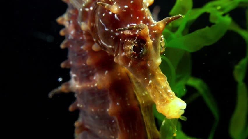 Male Long-snouted seahorse Hippocampus hippocampus hiding among green algae near the shore in the Black Sea