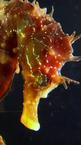 Long-snouted seahorse (Hippocampus hippocampus) on the seabed in the Black Sea, close-up of male head