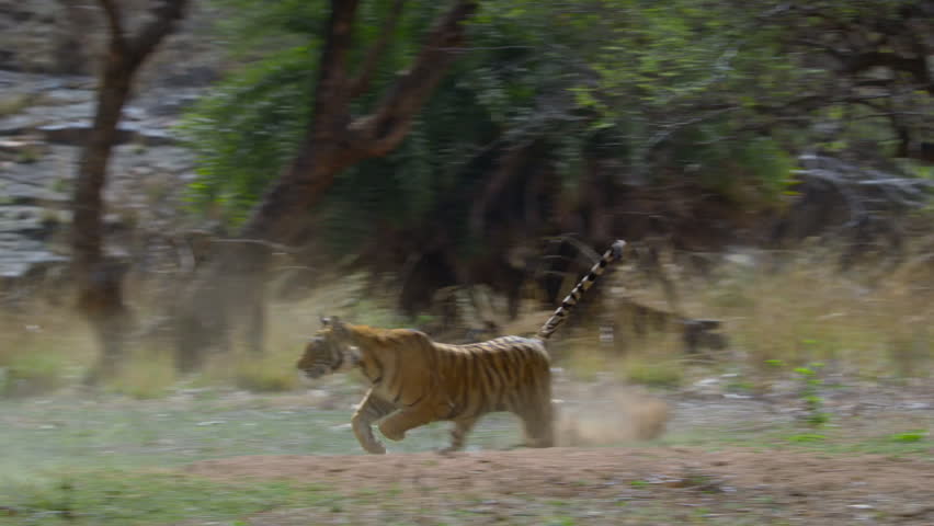 Slow motion of Bengal Tiger chasing Sambar deer in forest of Central India.