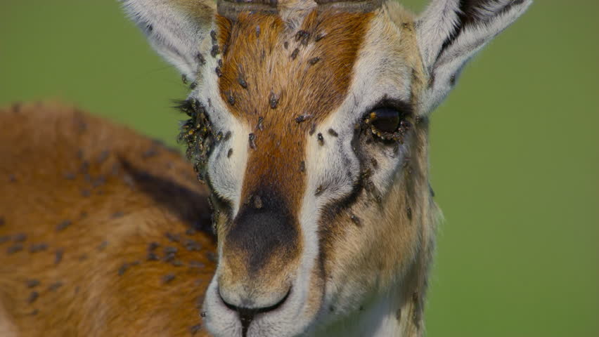 Huge numbers of Flies on animal's skin in its Natural Habitat, Masai Mara National Park, Kenya.