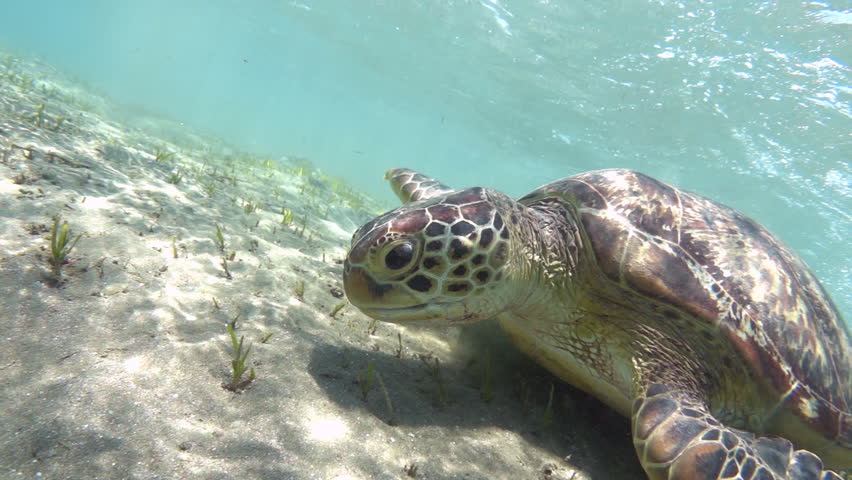 Green sea turtle eating sea grass, close up. Slow motion video footage