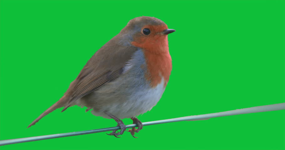 Robin bird perched on wire green screen