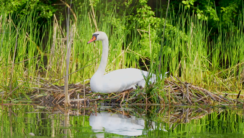 white swan in the nest