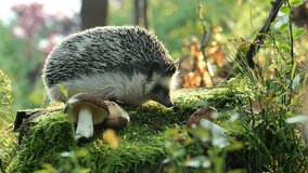 Mushrooms and a funny hedgehog in the autumn forest. Beautiful forest background with a hedgehog.Prickly gray hedgehog, and autumn leaves on a blurred autumn forest background.4k footage - Powered by Shutterstock - Get 15% off with code: PIKWIZARD15