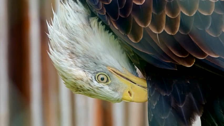 Majestic Bald Eagle soaring gracefully above a mountainous landscape, showcasing power and freedom. Perfect for wildlife documentaries, nature projects, or inspiring visuals
