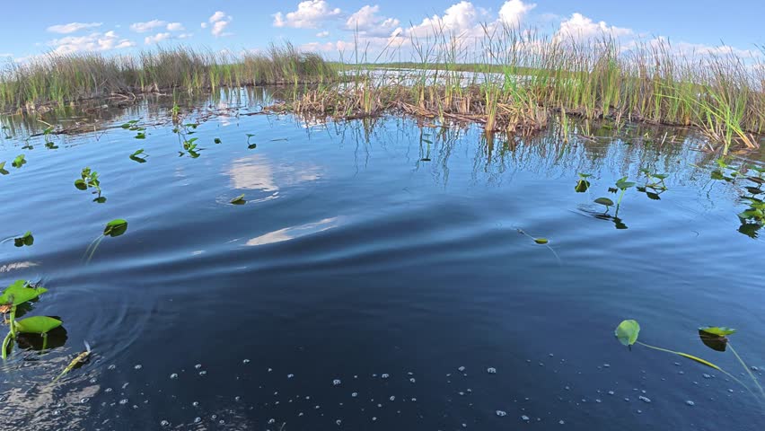 Vegetation and water leading to the horizon in The Everglades, Florida, USA