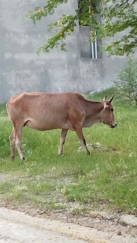 LIVESTOCK ... HEALTHCARE IS THE NEED .