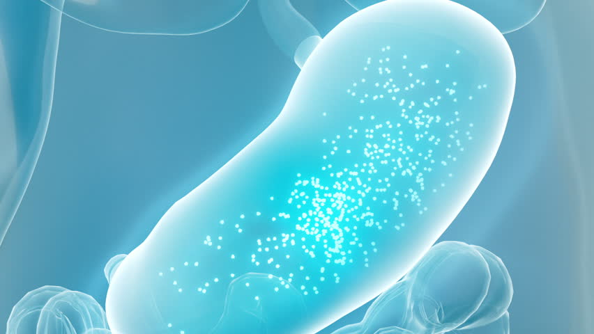 Take capsule, take probiotics, diffuse particles in the stomach, promote gastric motility, and show the whole process of medication.3d animation.