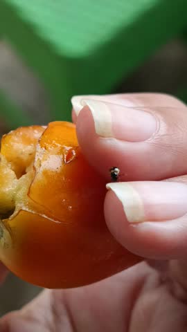 tomato fruit infested with insects