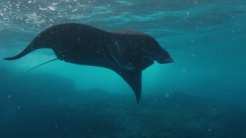 The giant oceanic manta ray, giant manta ray or oceanic manta ray, Mobula birostris swims in the ocean