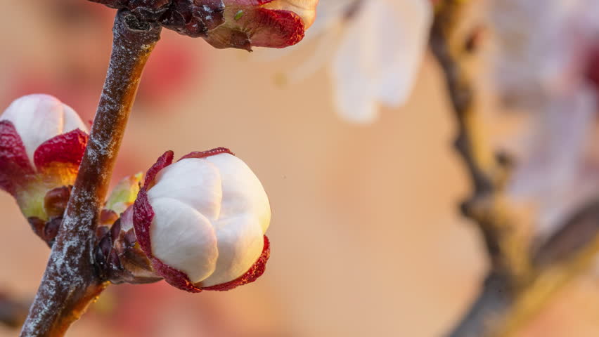Apricot flowers blossoming in the nature background. Time Lapse video.