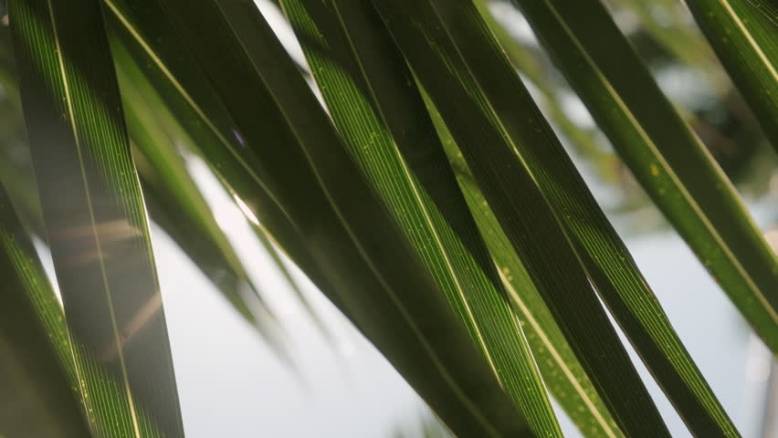 Sun rays shine through green leaves of palm tree.