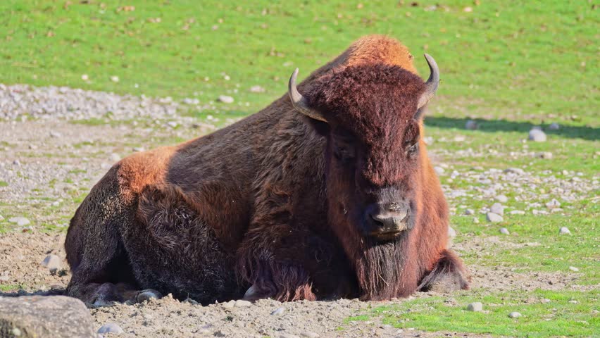 The American bison or simply bison, also commonly known as the American buffalo or simply buffalo, is a North American species of bison that once roamed North America in vast herds.