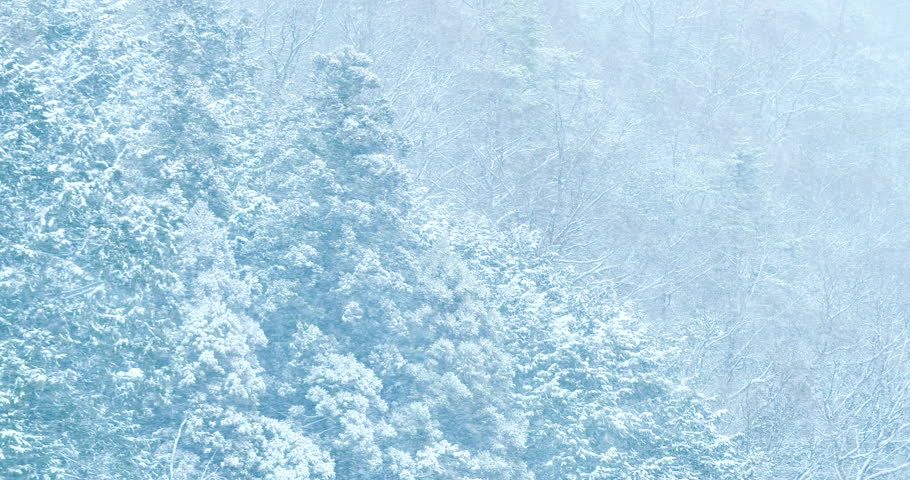 Snowstorm in a forest,closeup shot