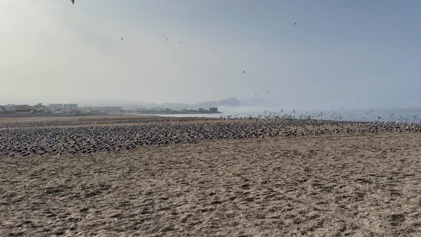 A large flock of birds by the ocean shore. Many are resting on the sand and some are flying around. Located in Punta Negra beach in Lima, Peru.