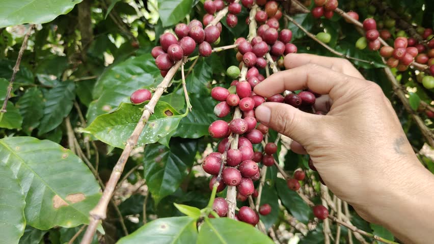 Fresh coffee beans, green leaf bush Fresh coffee beans grow on the farm. Organic Red Berries Ripe Coffee Beans Ripe red Robusta Arabica berry seeds harvested. for coffee plantation