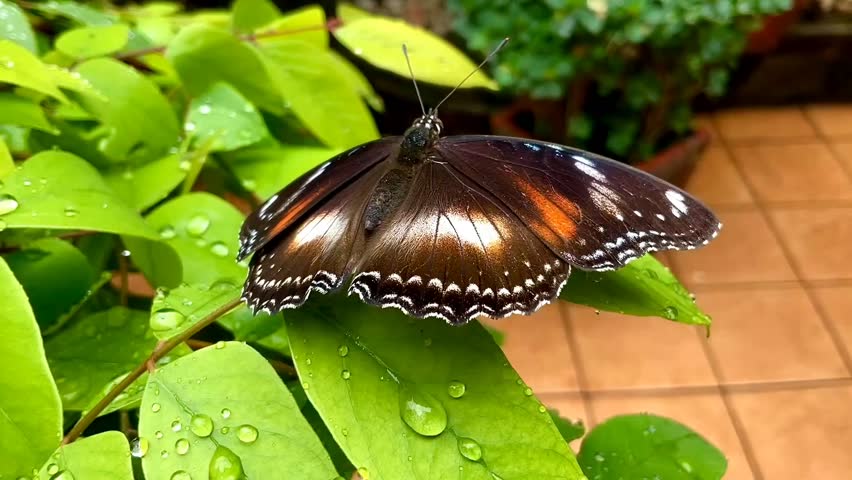 Beautiful of a tropical black butterfly on green leaf background
