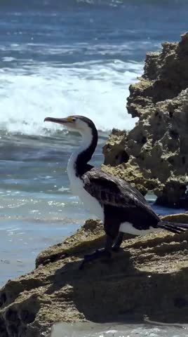 Cormorant resting on rockey shore