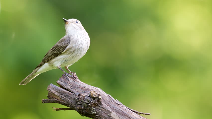 Spotted Flycatcher, Muscicapa striata side view. Perched flycatcher bird close up.