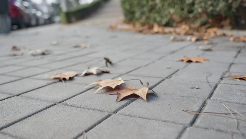 Close up on city sidewalk next to park with dry ivy leaves on ground on cold day. Winter or autumn season in town with dry brown fallen tree leaves blowing and moving in strong chilly winds