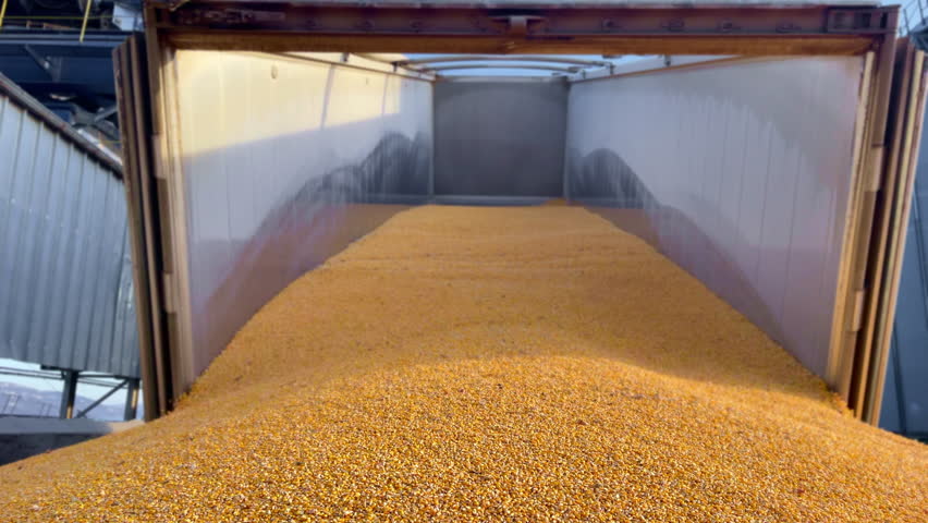 Grain is poured out of a truck trailer into a large open-air mound in sea port. Harvesting grain crops. Corn grain trading