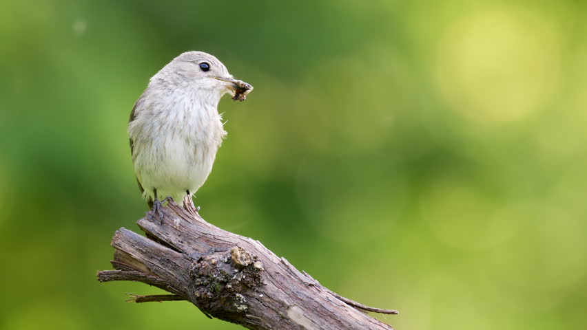 Spotted Flycatcher, Muscicapa striata holding insect prey in its beak. Perched flycatcher bird eating insect close up.