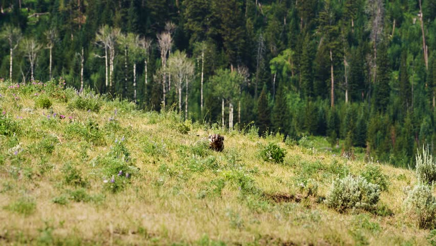 Badger standing alert in grassy clearing at Yellowstone National Park, scampering along hillside, forest edge in background