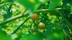 A cluster of ripe cherry tomatoes hanging on green vines in sunlight, North America, Quebec, Montreal, Canada. - Powered by Shutterstock - Get 15% off with code: PIKWIZARD15