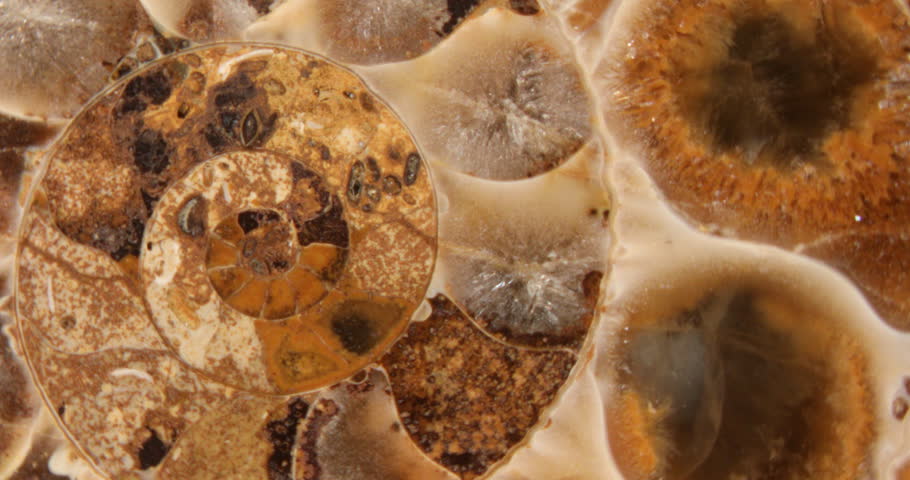 Ammonite fossilization pyritized, 150 million years old, Bavaria