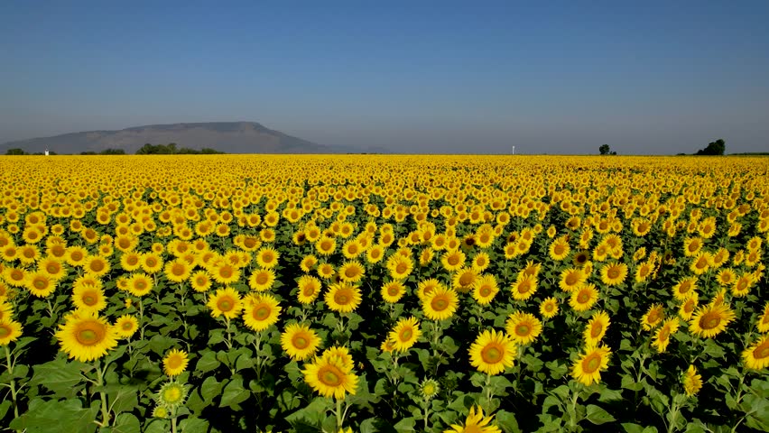 Aerial view of a vast field of blooming sunflowers under a sunny sky, Lopburi, Thailand