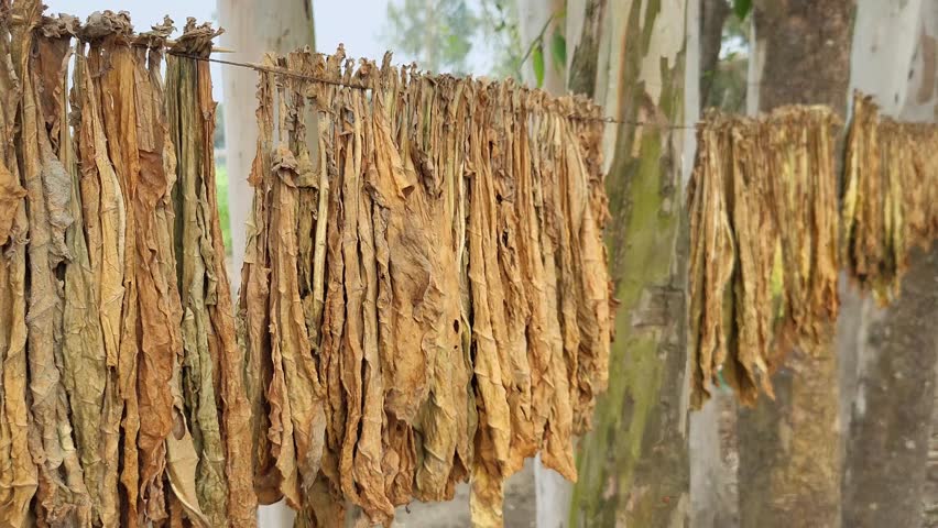 The classical way of drying tobacco. Hanging under the sun in Bangladesh