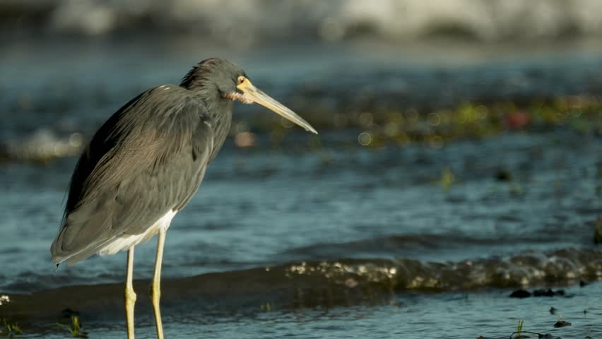 A tricolored heron stands poised at the edge of a lake in Nicaragua, focusing intently on its surroundings as it hunts for food. The calm waters reflect its vibrant colors.