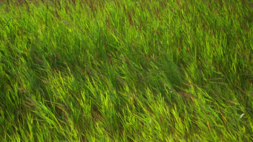 textured background of the wind moving the grass on the meadow unther the dusk sunlight on a springtime day