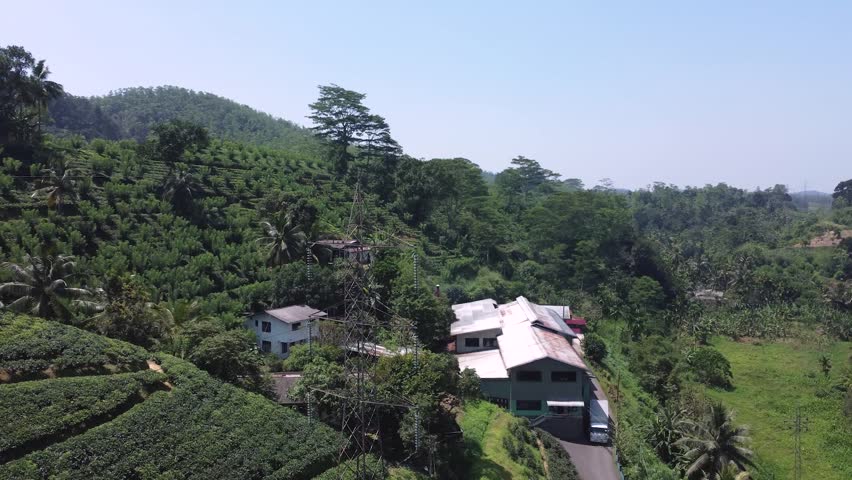  tea plantation on the hill
