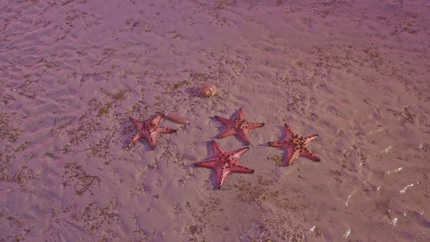 Abundant sea There is beautiful nature. In the quiet sea of Krabi Province.  Red starfish on the shore at sunrise. bright orange starfish Move slowly on the sand. islands background.
