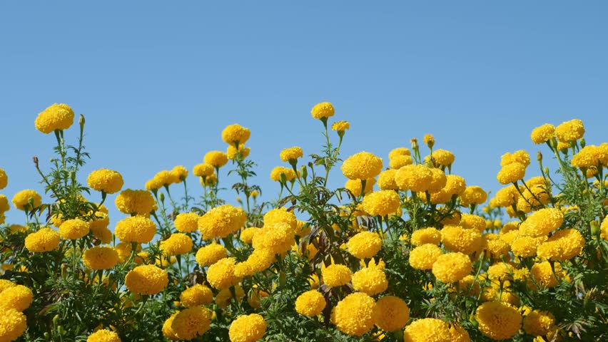 The yellow star flower garden is in full bloom.
