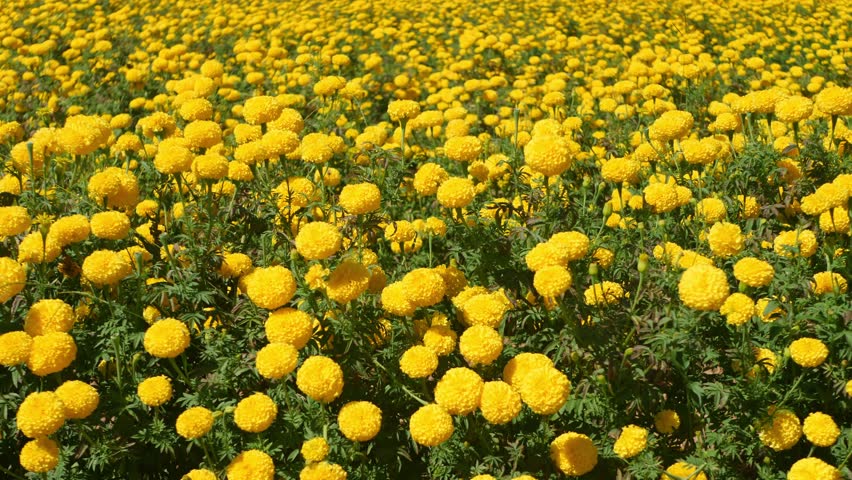 The yellow star flower garden is in full bloom.