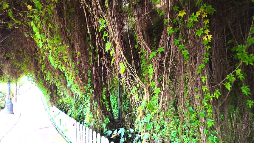 Foliage tunnel until a sunny light concept. High quality 4k footage