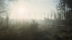 Sunlight filters through trees in a misty forest clearing - Powered by Shutterstock - Get 15% off with code: PIKWIZARD15