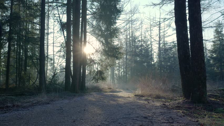 Man walks away from camera on path through misty forest at sunrise