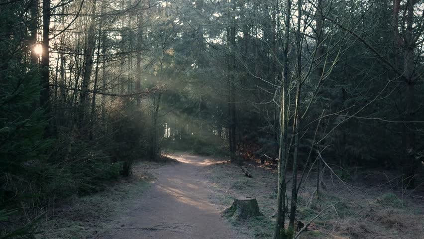 Light rays shining through trees on a foggy morning in a forest