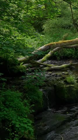View of River Brd in Woods