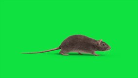 Green Screen Rat real fur Walkcycle Side Loop Animals 3D Animations Rendering CGI 4K - Powered by Shutterstock - Get 15% off with code: PIKWIZARD15
