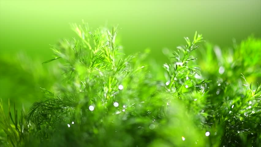 Dill aromatic fresh herbs. Bunch of fresh fragrant green dill close up, condiments. Vegetarian food, organic. Anethum graveolens macro shot, over green background, rotating 