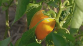 Paprika on a bush. Ripe sweet pepper. Sweet pepper on a bush. Growing sweet pepper. - Powered by Shutterstock - Get 15% off with code: PIKWIZARD15