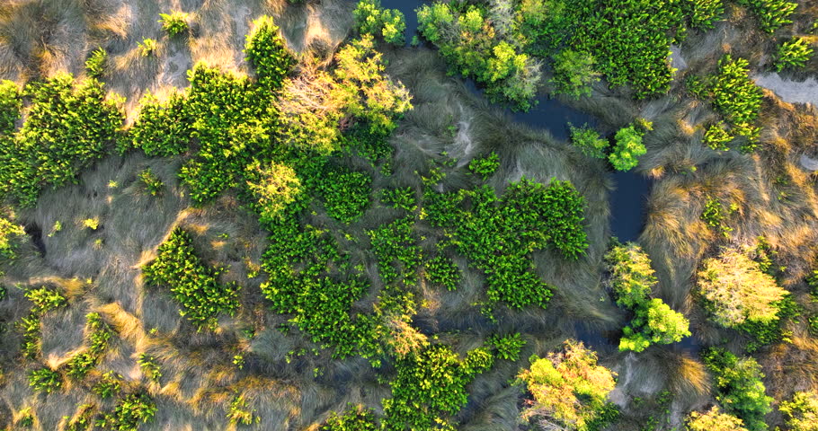 Subtropical wild vegetation with wetland river and green swamp in southern Florida, USA. Marshland ecosystem