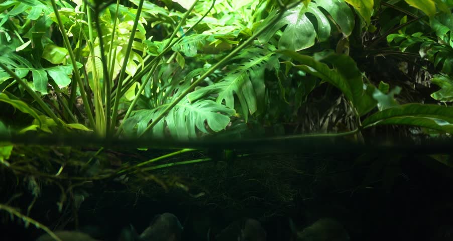 An aquarium with piranhas, the camera slowly descends. First, lush green jungles are visible, and then the piranhas appear beneath the water, surrounded by vibrant green plants and algae.