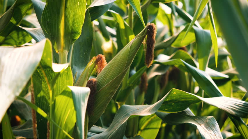 slow motion of green maize corn crop on stalk swaying in the wind on agricultural plantation