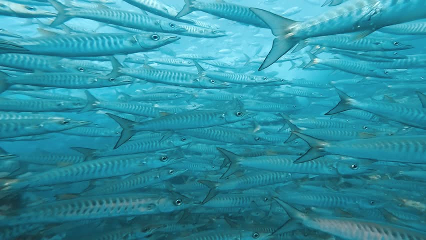 A close-up view of a dense school of barracudas slowly gliding past. Their sleek bodies and striking patterns create a mesmerizing underwater scene. Captured in Koh Tao, Thailand